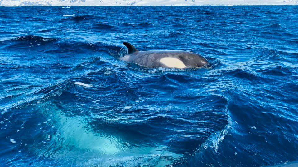 Cá voi sát thủ đoàn mình may mắn thấy được hôm đó, ngay dưới chân thuyền phao