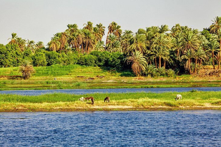 Cảnh vật hai bên bờ sông Nile thì rất đẹp và thanh bình.