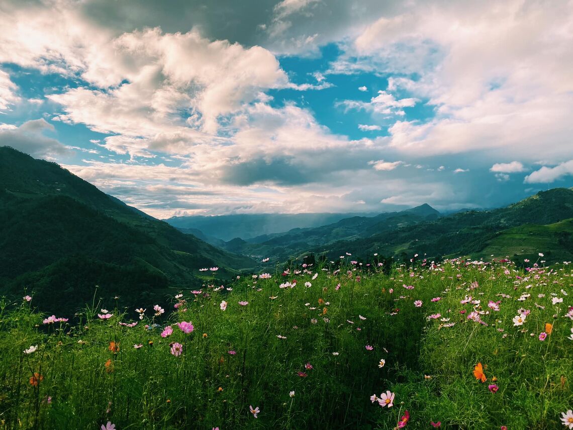 Vườn hoa trên đồi Mâm Xôi (Ảnh: fb. Lạc Lạc)