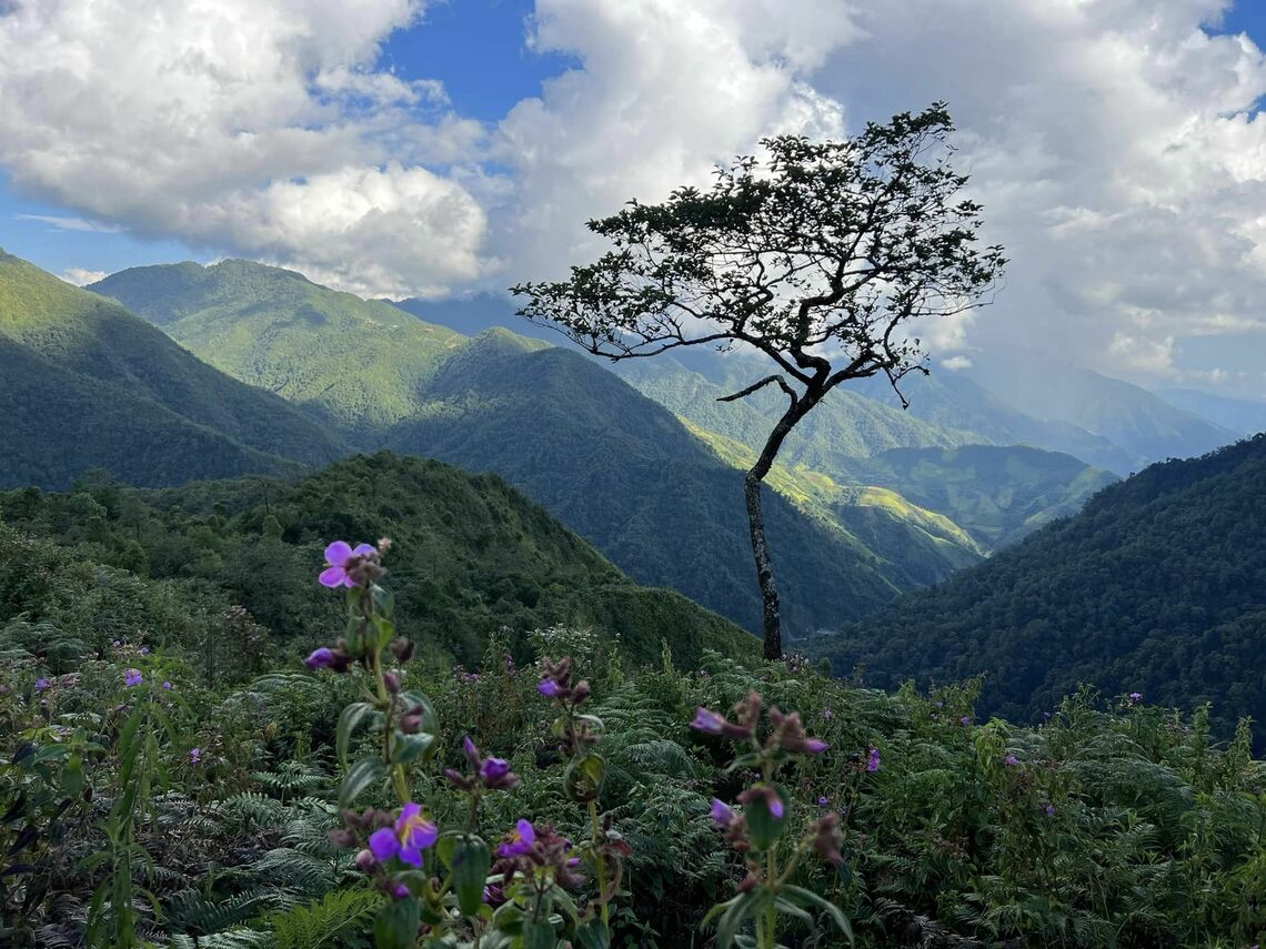 Thảm thực vật trên núi Pusilung (Ảnh: fb. Núi Pusilung)