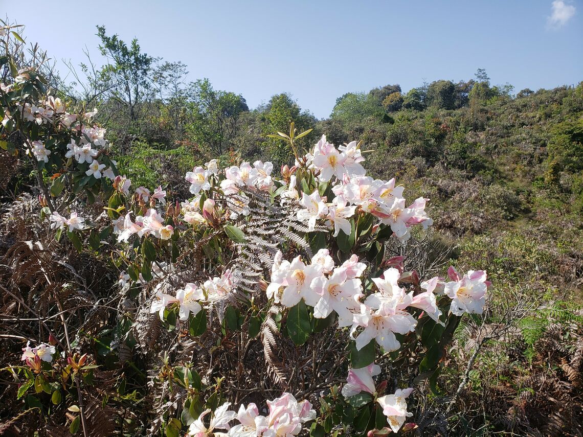 Hoa mọc khắp đường lên đỉnh núi (Ảnh: fb. Sỹ Nguyễn)