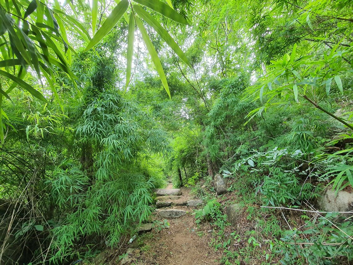 Thảm thực vật tại núi Dinh (Ảnh: fb. Vi Tran)